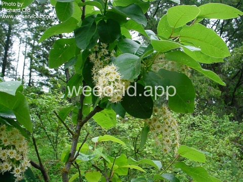chokecherry, common